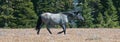 Wild Horse Blue Roan Stallion in the Pryor Mountains Wild Horse Range in Montana Ã¢â¬â Wyoming